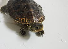Sea turtle with food & cage سلحفاة البحر مع أكل و قفص Sea turtle with food & cage سلحفاة البحر مع أكل و قفص