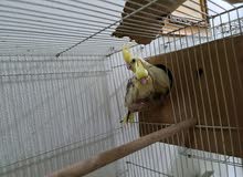 cockatiel breeding pair