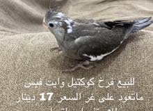 للبيع فرخ كوكتيل وايت فيس للبيع فرخ كوكتيل وايت فيس