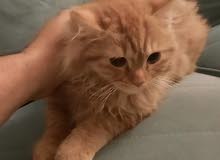 قطه للبيع قطه للبيع