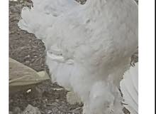 للبيع دجاج البراهما العملاق عدد 2 العمر 9 شهور