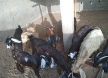 10 pcs female goats for sale