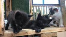 cat lovers cat lovers