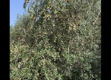 زيتون اسباني العمر 12 السنه المكان الزاوية 0916978491 زيتون اسباني العمر 12 السنه المكان الزاوية 0916978491