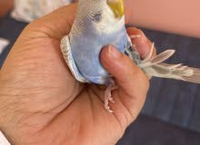 للبيع 6 بادجي للبيع 6 بادجي
