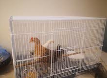 Chicks Chicks