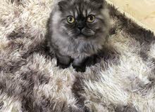 kitten ( Male & female ) pure persian kitten ( Male & female ) pure persian