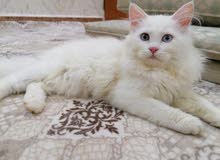 قطط آناث شيرازي