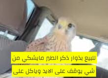 بذور للبيع يعفد على الحمام والفري مع أغراضه بذور للبيع يعفد على الحمام والفري مع أغراضه