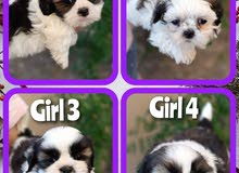 Shih-tzu pups , جرو شيتزو