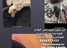 monkey / قرد بابون monkey / قرد بابون