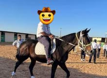 فرس انجليزية دم 87 للبيع فرس انجليزية دم 87 للبيع