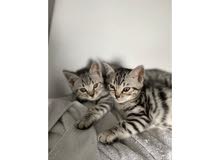 Sphynx & Bengal kittens for sale
