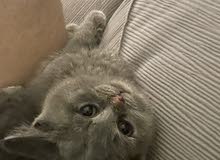 Pure British Shorthair kitten Pure British Shorthair kitten