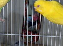 للبيع بادجي لاتينو عيون حمر للبيع بادجي لاتينو عيون حمر