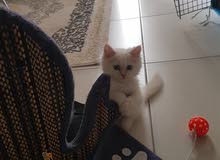 قط شيرازي للبيع قط شيرازي للبيع