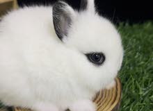 Dwarf - Holland lop - Teddy bear Bunny / Bunnies / Rabbit