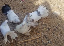 حمام عرايس حمام عرايس