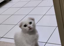 Scottish fold female kitten 2.5 month old Scottish fold female kitten 2.5 month old