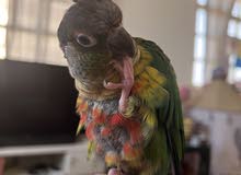 pineapple conure pineapple conure
