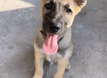 workingline malinois workingline malinois