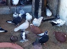 Good breed and healthy All types of pigeons available,