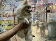 زوج بو مني للبيع زوج بو مني للبيع