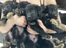 german shepherd puppies german shepherd puppies