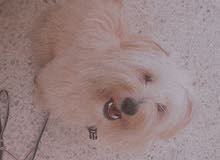 caniche caniche