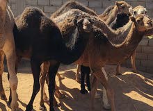 ربي يبارك ربي يبارك