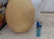 اللهم صلي علي سيدنا محمد صلى عليه وسلم
60 دونم شمام نوع بور للضمان الخالديه المفرق512220 اللهم صلي علي سيدنا محمد صلى عليه وسلم
60 دونم شمام نوع بور للضمان الخالديه المفرق512220
