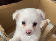 puppies for sale puppies for sale