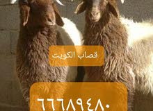 قصاب الكويت ذبايح للبيع قصاب الكويت ذبايح للبيع