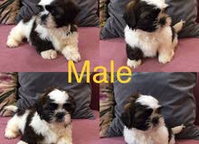 Pure Imperial Shih tzu Pure Imperial Shih tzu