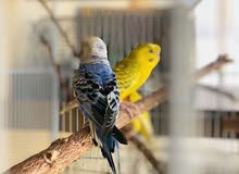 بادجي زوجين 4 حبات الزوج ب 160 درهم بادجي زوجين 4 حبات الزوج ب 160 درهم