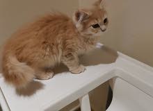 Persian kitten شيرازي