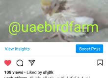 فرخ كوكتيل،Cockatail Chick فرخ كوكتيل،Cockatail Chick