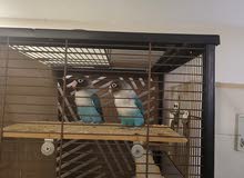 one pair personata breeder twice 350 aed one pair personata breeder twice 350 aed