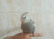 كروان اليف للبيع كروان اليف للبيع