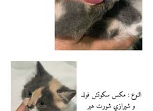قط شورت هير الون نادر قط شورت هير الون نادر
