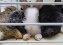 1 month Mixed Dwarfs rabbits 1 month Mixed Dwarfs rabbits