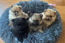 pomeranian  puppies