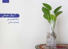 بيع نباتات الزينة الداخلية بيع نباتات الزينة الداخلية