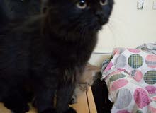 persian kittens persian kittens