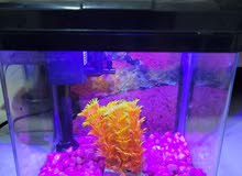 fish Aquarium fish Aquarium