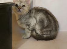 Kitten Pure British Shorthair Marble Kitten Pure British Shorthair Marble