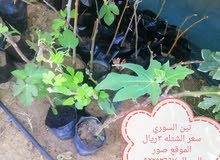 شتلات للبيع شتلات للبيع