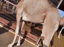 لحوم طازجه بلجمله ومفرق لحوم طازجه بلجمله ومفرق
