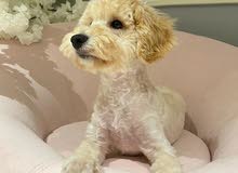 Mini Cream Puddle Male Mini Cream Puddle Male