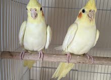 Lemon cocoteil pair